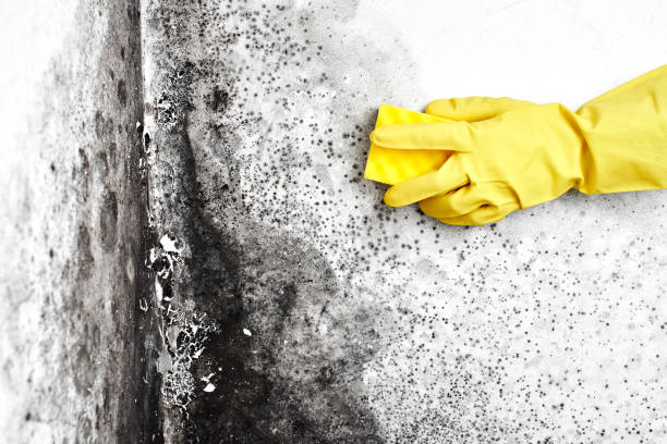 Crawl Space Mold Removal in Goose Creek Village, VA