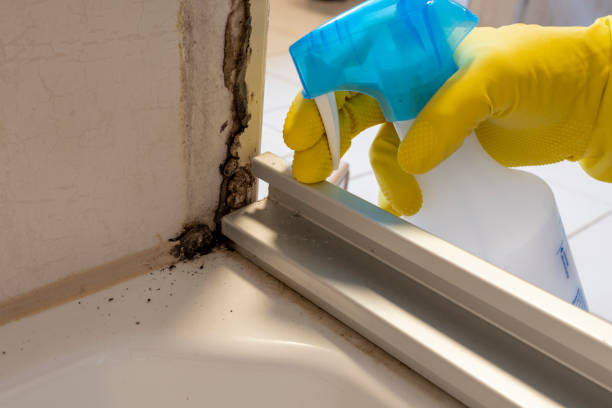 Best Black Mold Removal  in Goose Creek Village, VA